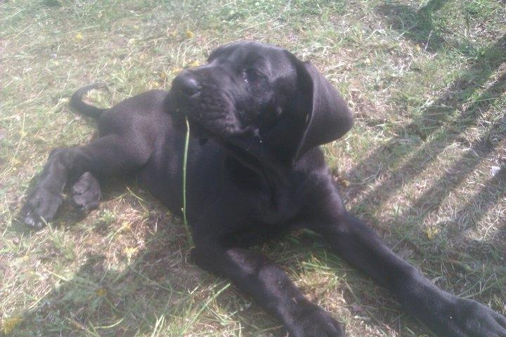 Grand danois Gaia billede 15