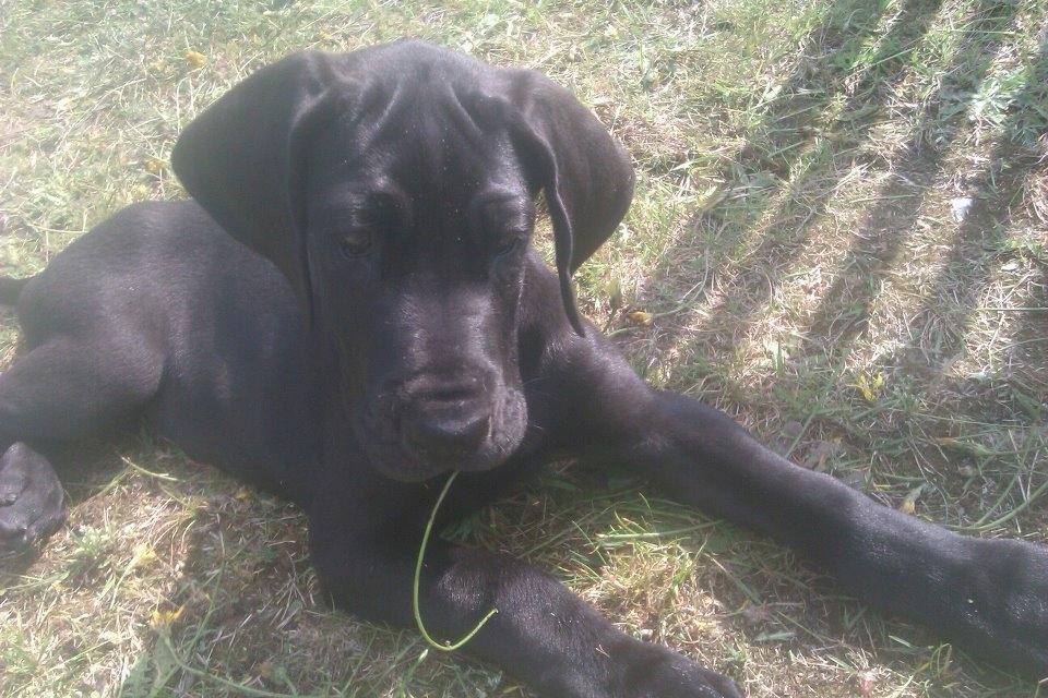 Grand danois Gaia billede 16