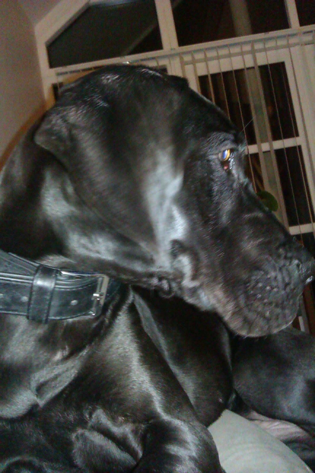 Grand danois Gaia billede 17