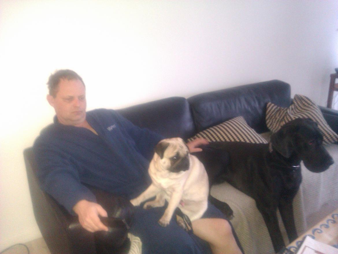 Grand danois Gaia billede 18