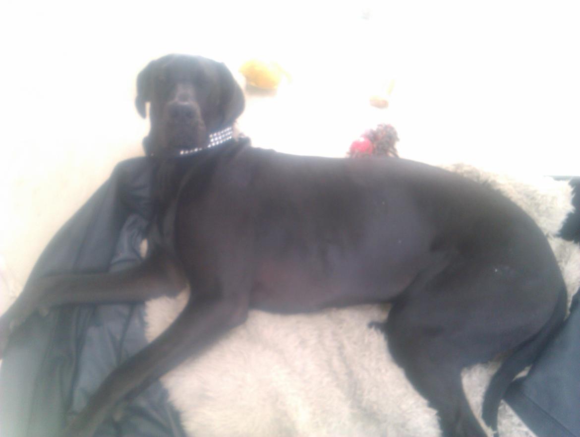 Grand danois Gaia billede 19