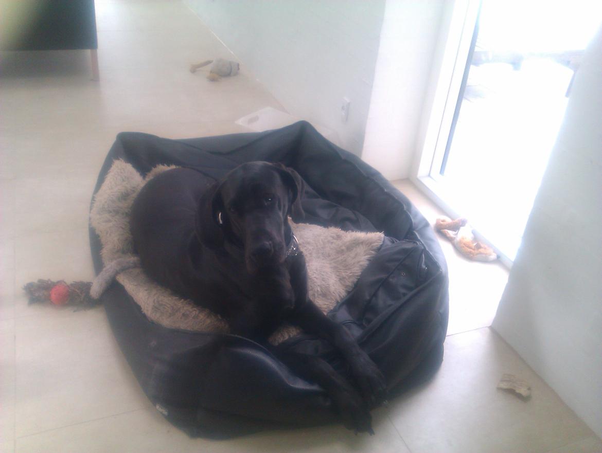 Grand danois Gaia billede 20