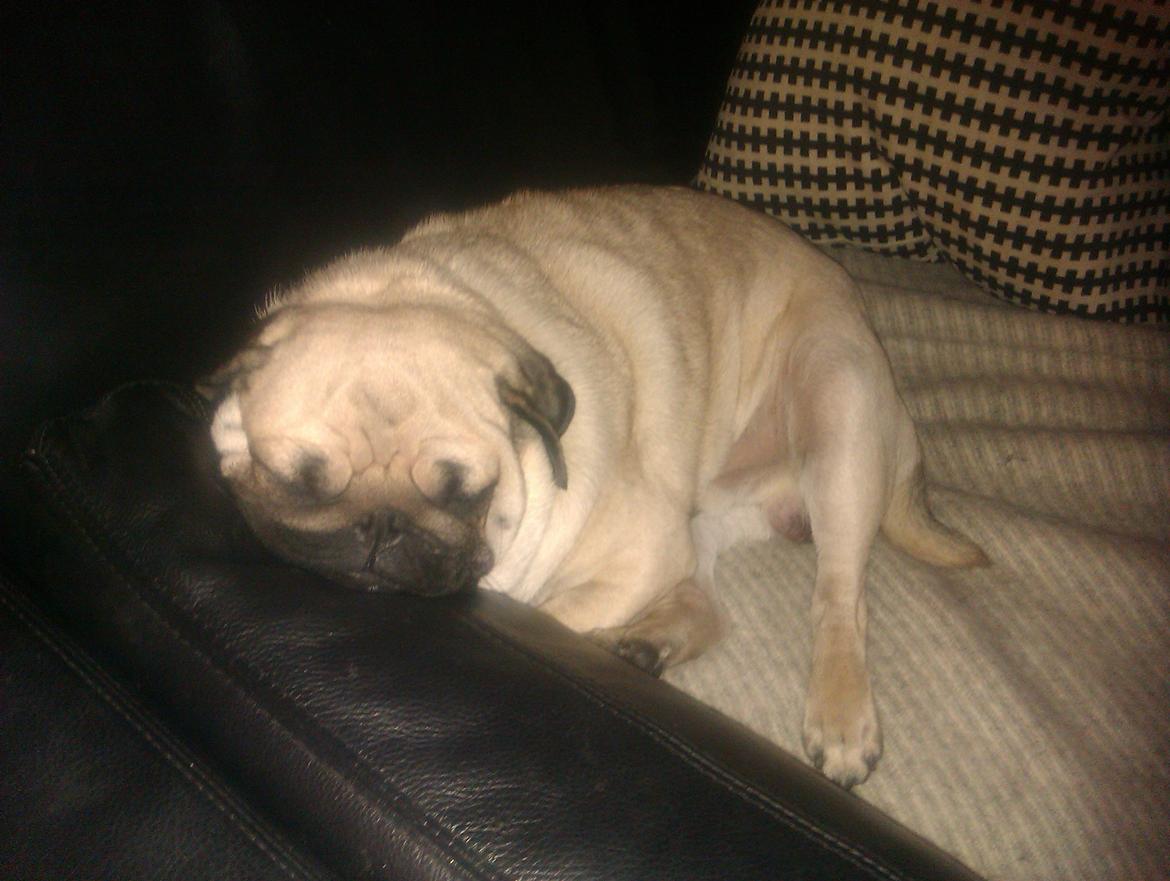 Mops Oskar billede 12