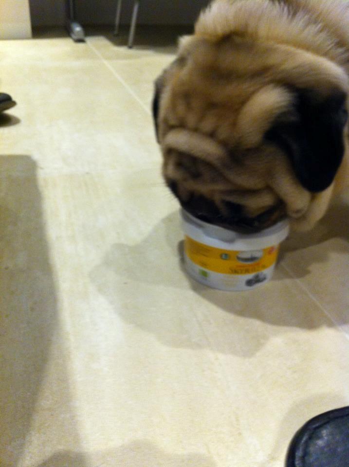 Mops Oskar billede 13