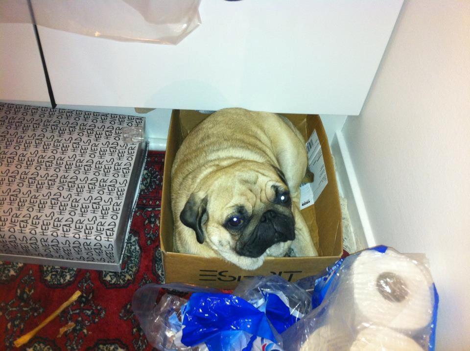 Mops Oskar billede 14