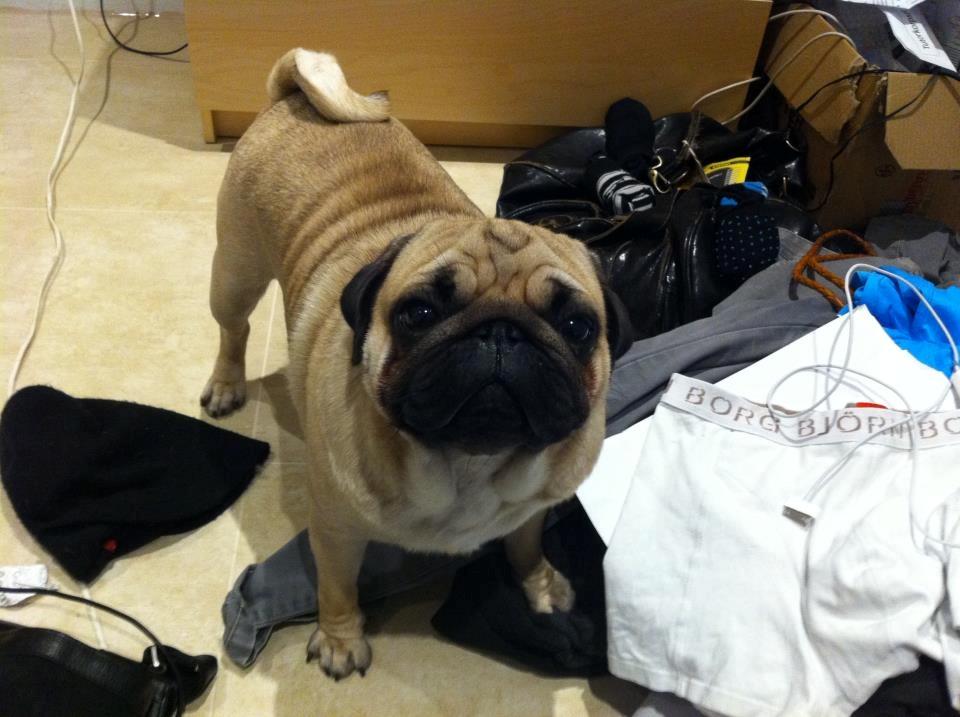 Mops Oskar billede 15