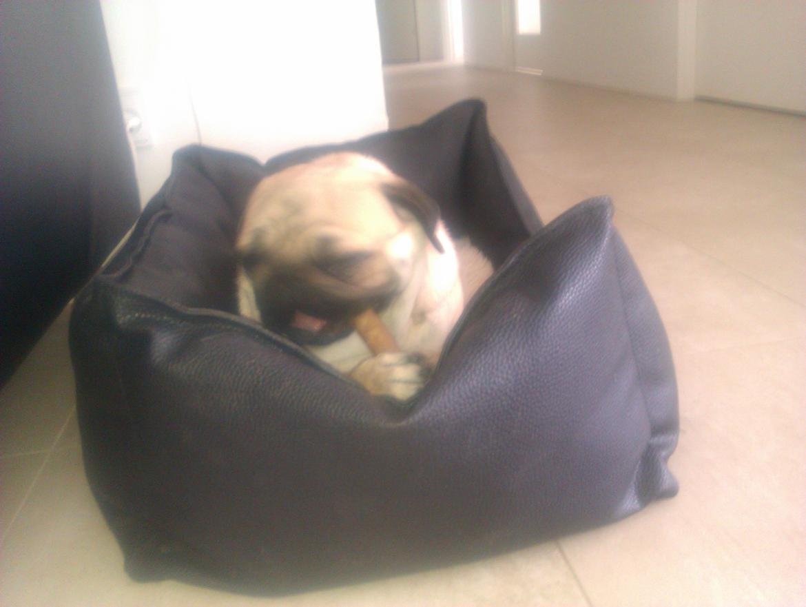 Mops Oskar billede 16