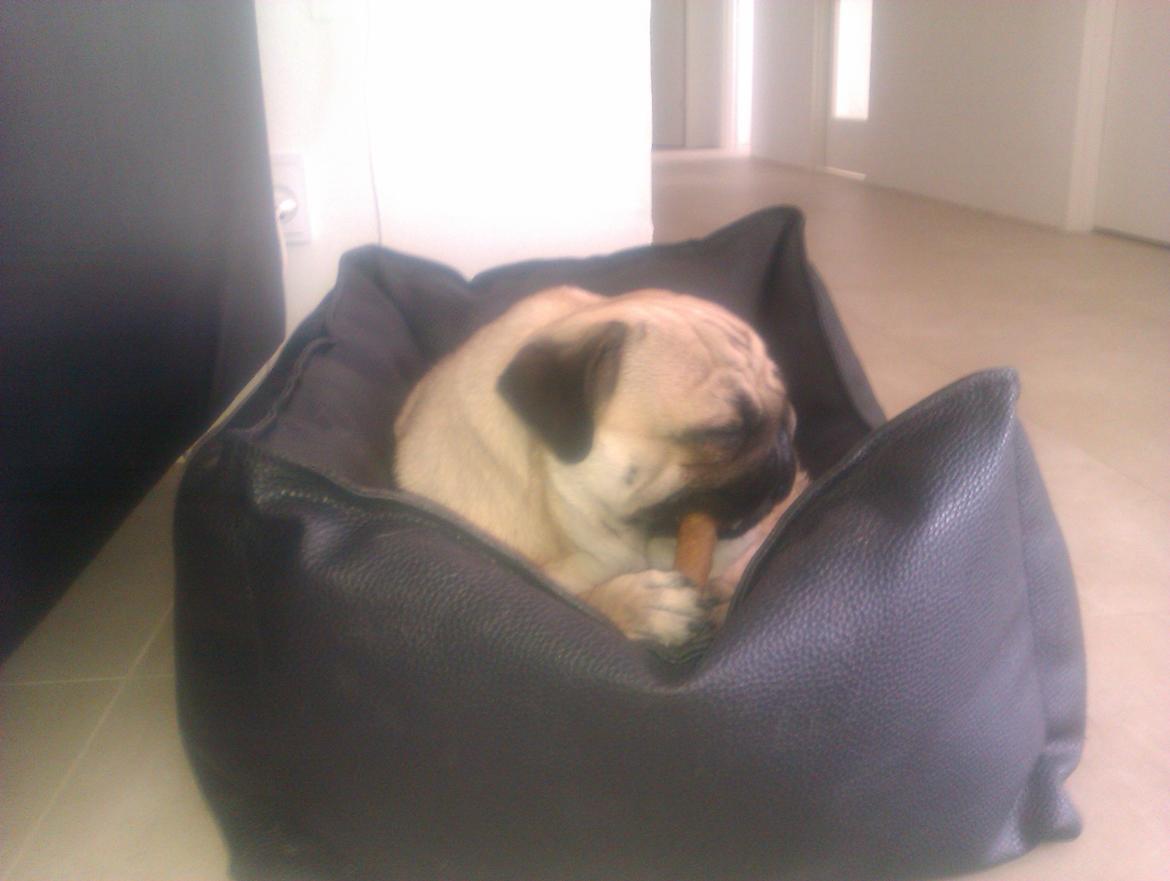 Mops Oskar billede 17