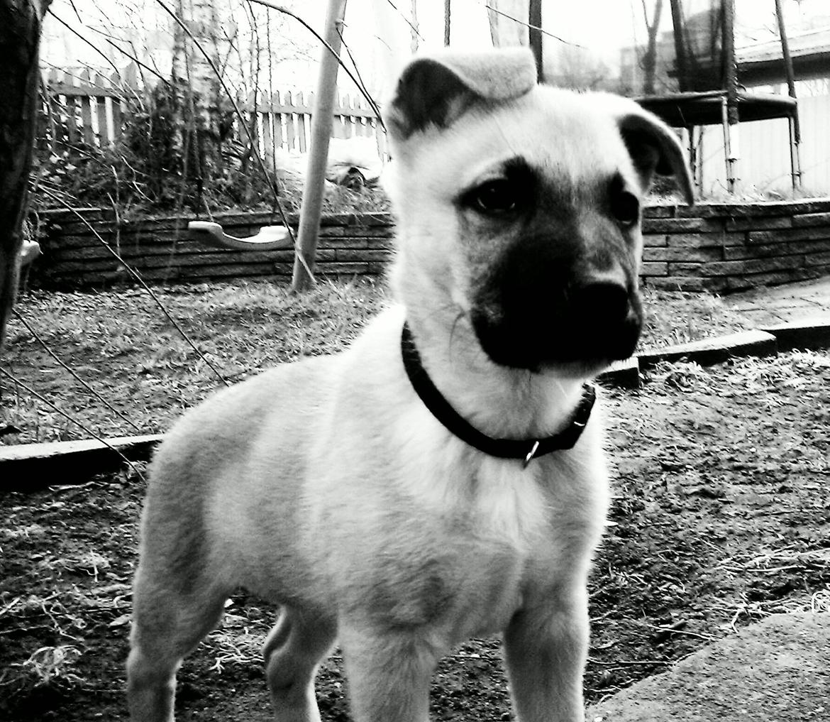 Blanding af racer oskar - Oskar. billede 1