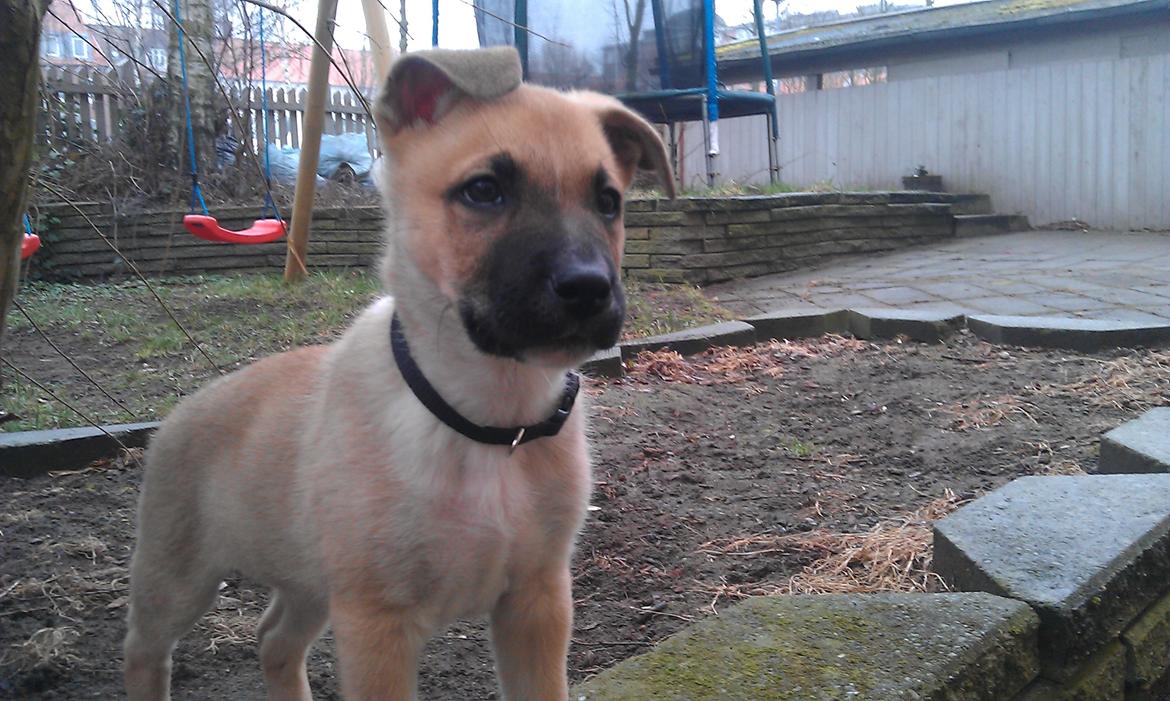 Blanding af racer oskar billede 2