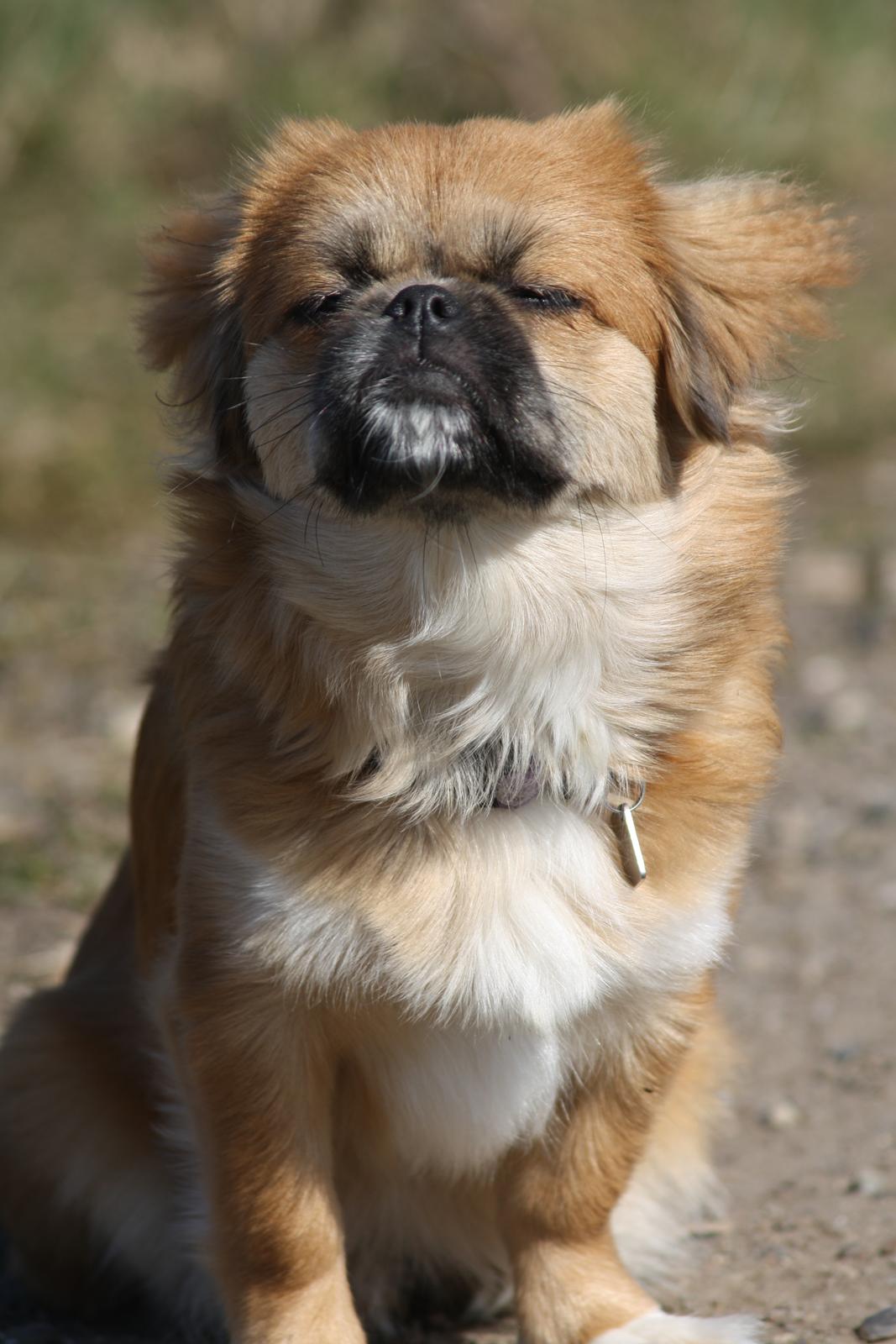 Tibetansk spaniel / Pekingeser - Kelly billede 7