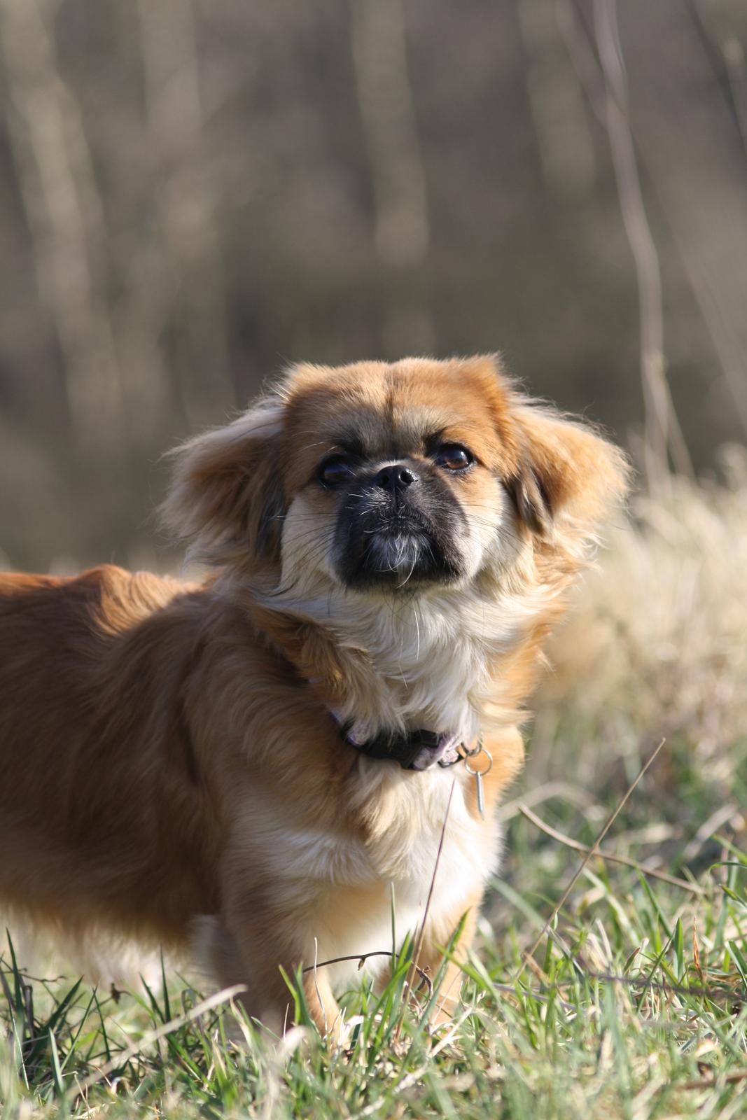 Tibetansk spaniel / Pekingeser - Kelly billede 1