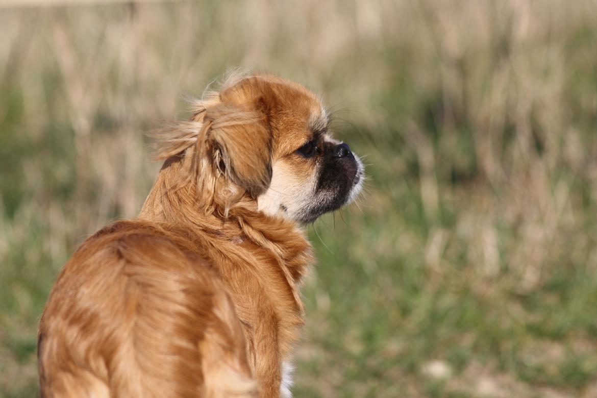 Tibetansk spaniel / Pekingeser - Kelly billede 9