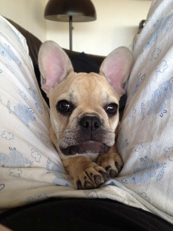 Fransk bulldog Foxi - kuk kuk billede 1