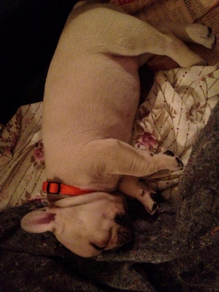 Fransk bulldog Foxi - Det er hårdt at blive stor og stærk :-* billede 2