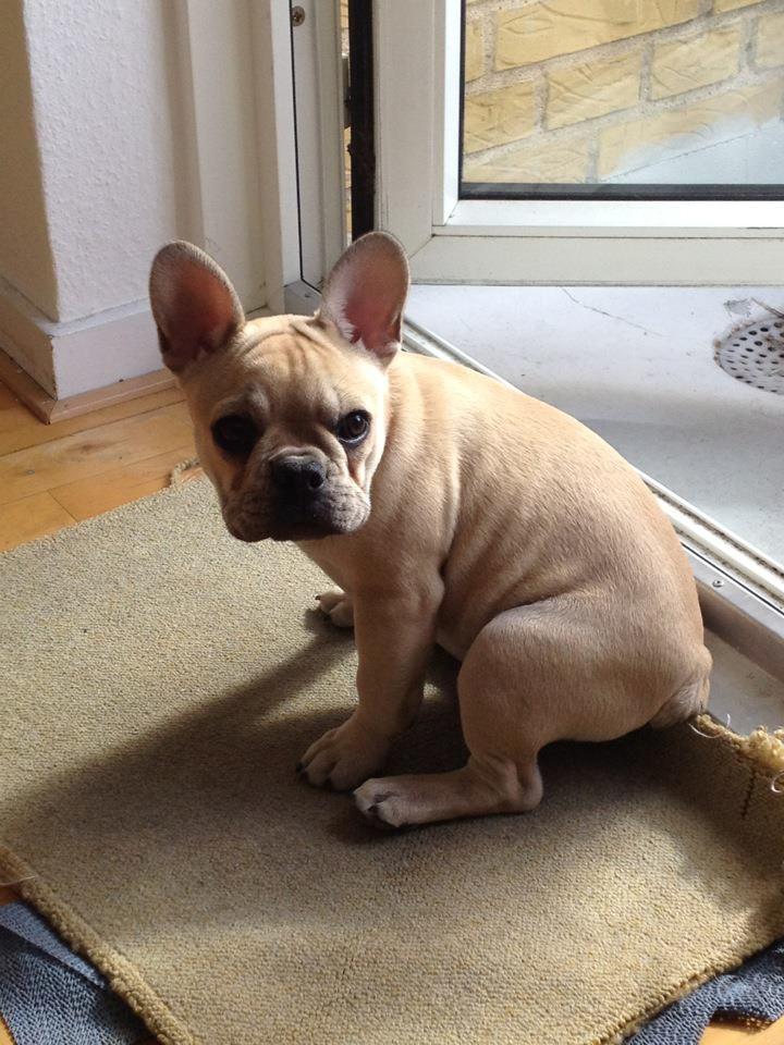 Fransk bulldog Foxi - Ja franske buller er stædige ;)  billede 3