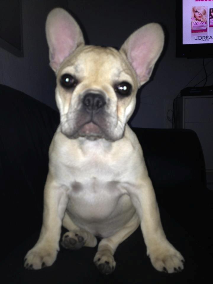Fransk bulldog Foxi billede 4