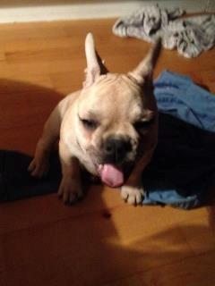 Fransk bulldog Foxi - Gaaaab billede 5