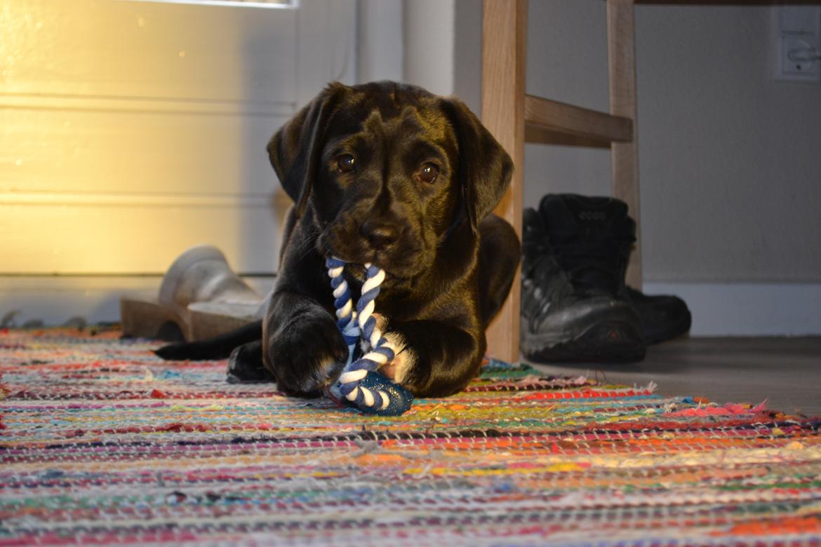 Blanding af racer Bell (labrador/boxer) - 8  uger. billede 2