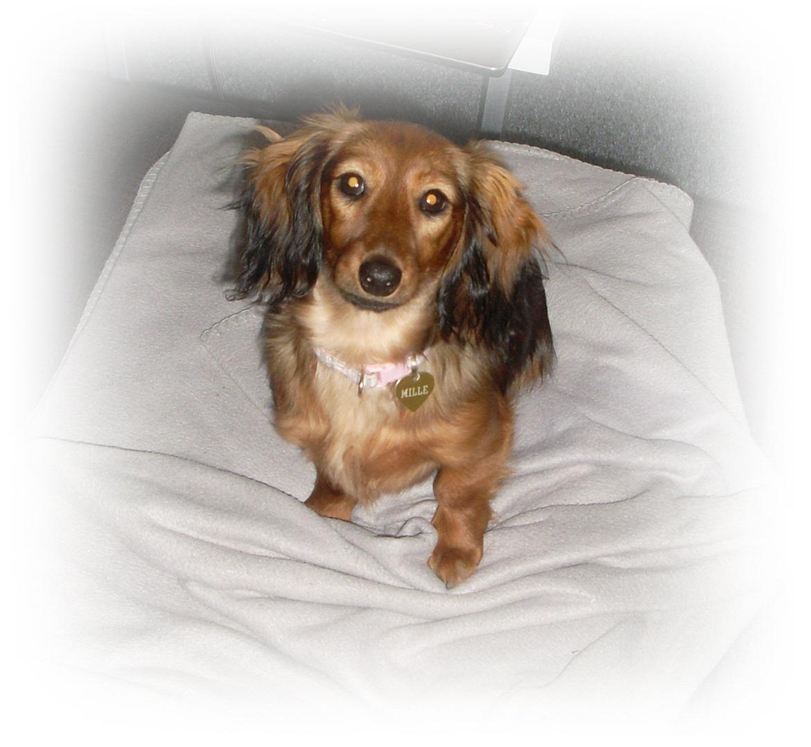 Dværggravhund Mille billede 1