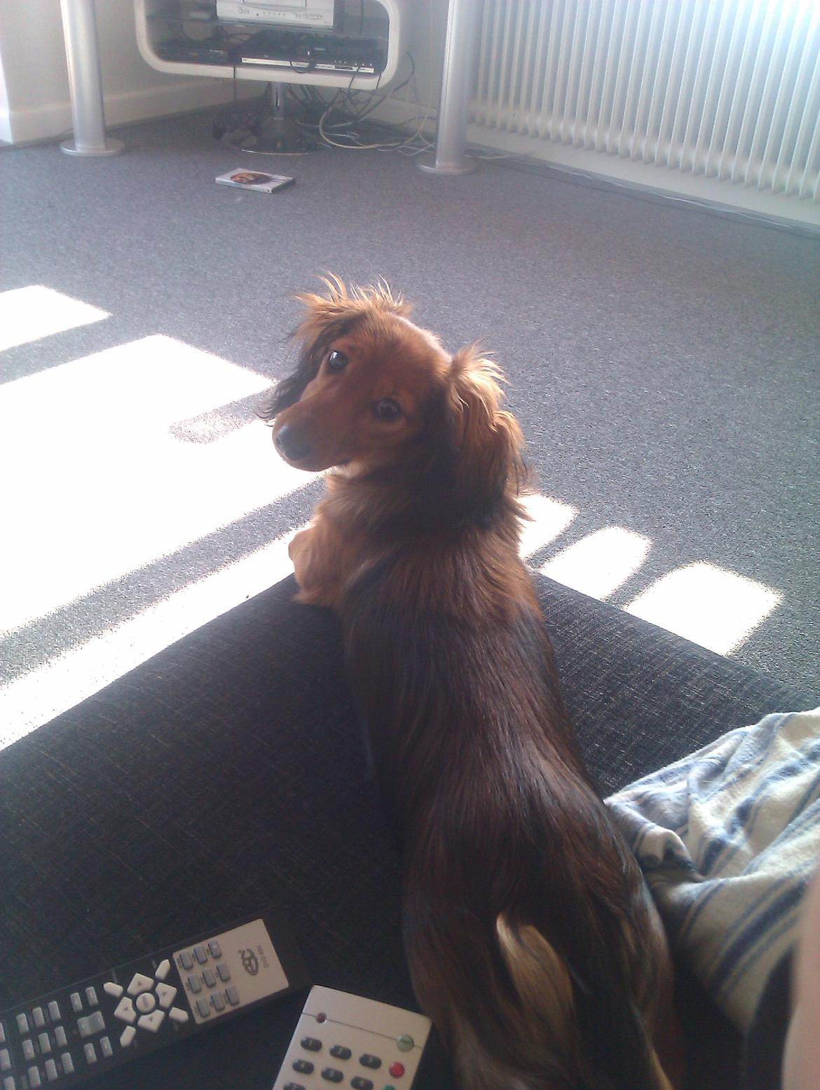 Dværggravhund Mille billede 2