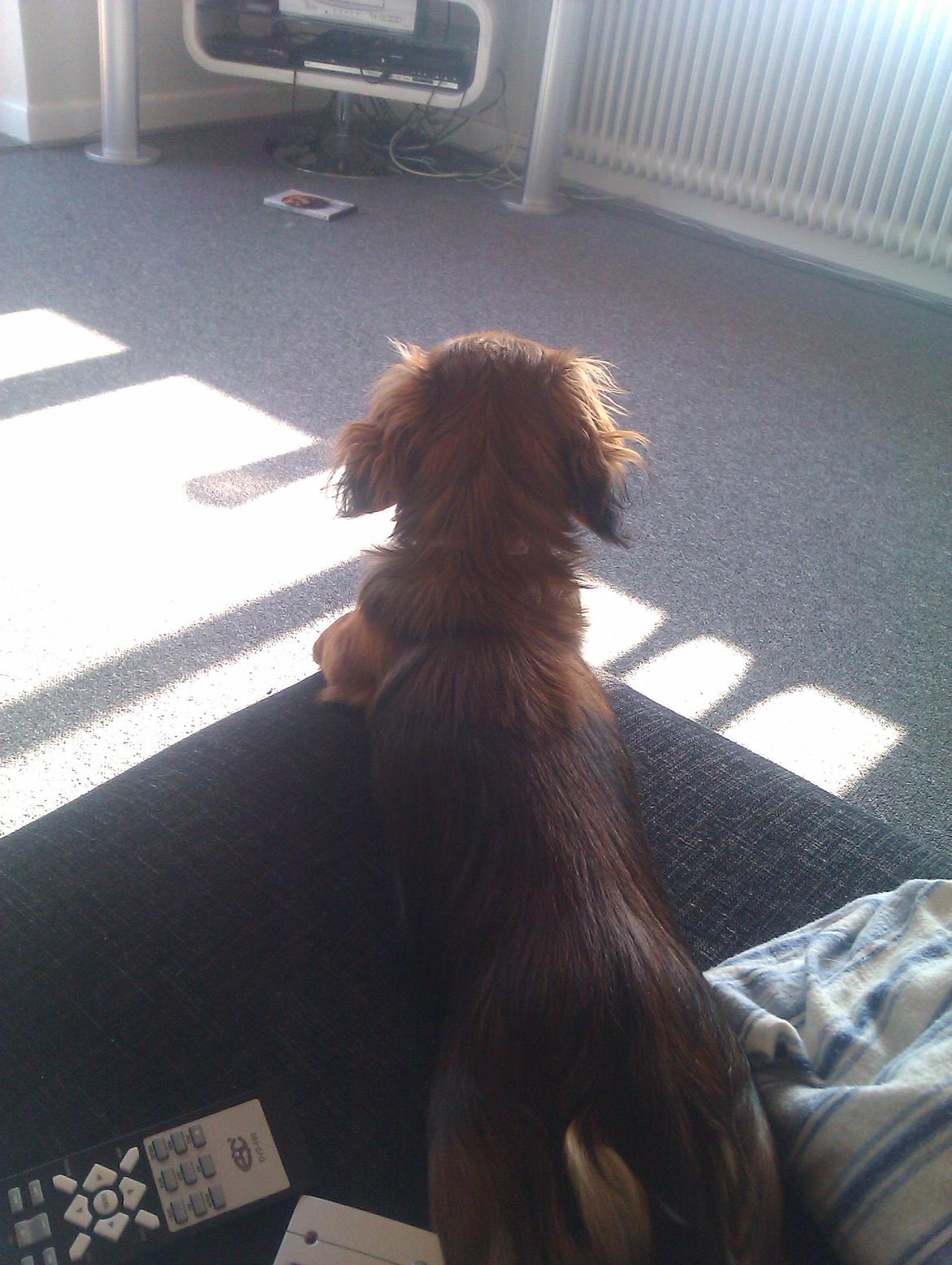 Dværggravhund Mille billede 3