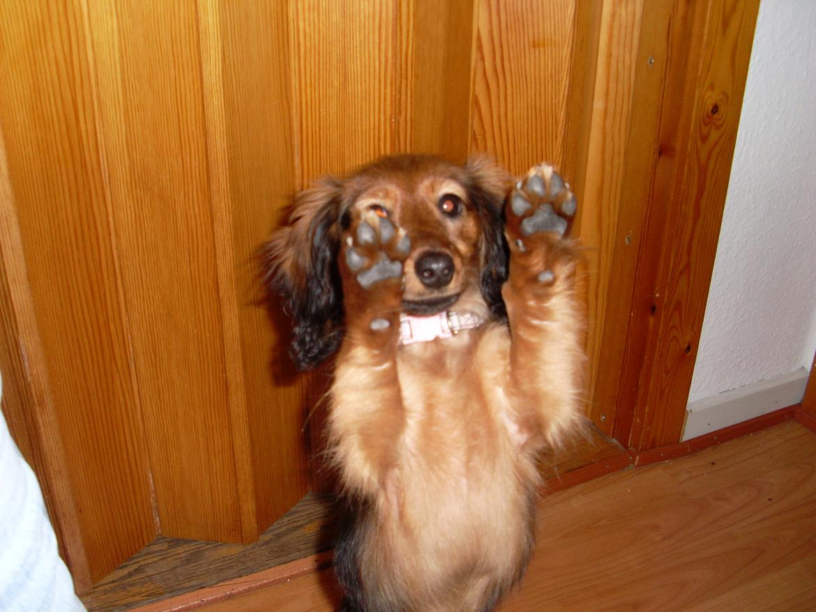 Dværggravhund Mille billede 4