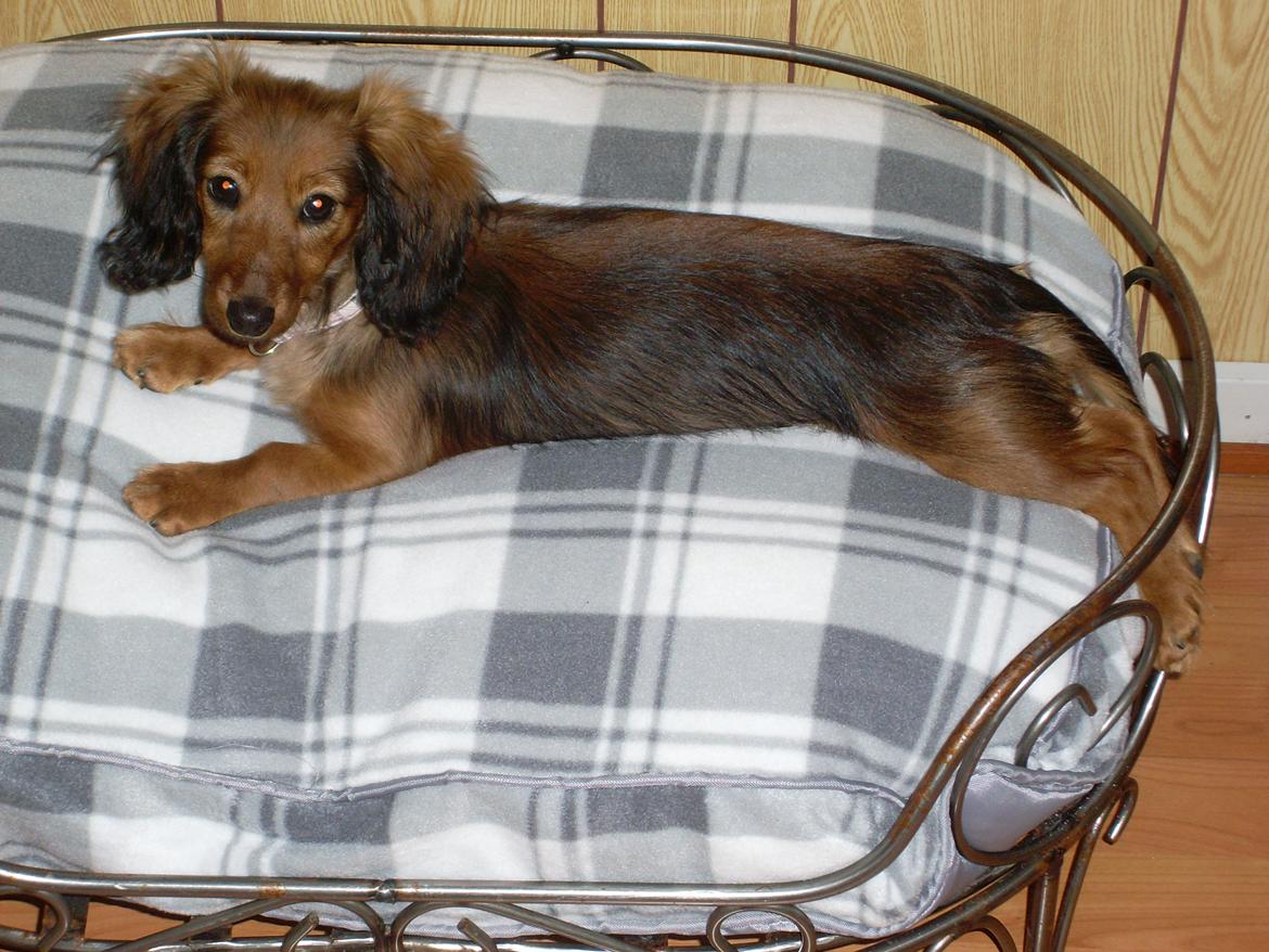 Dværggravhund Mille billede 5