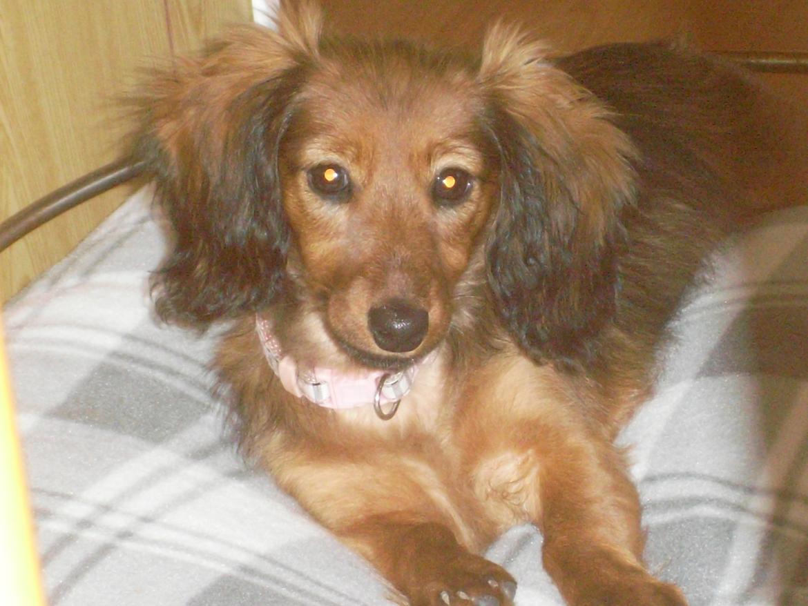 Dværggravhund Mille billede 6