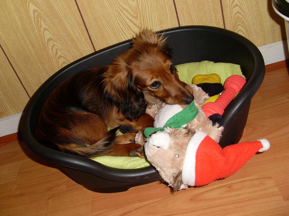 Dværggravhund Mille billede 7