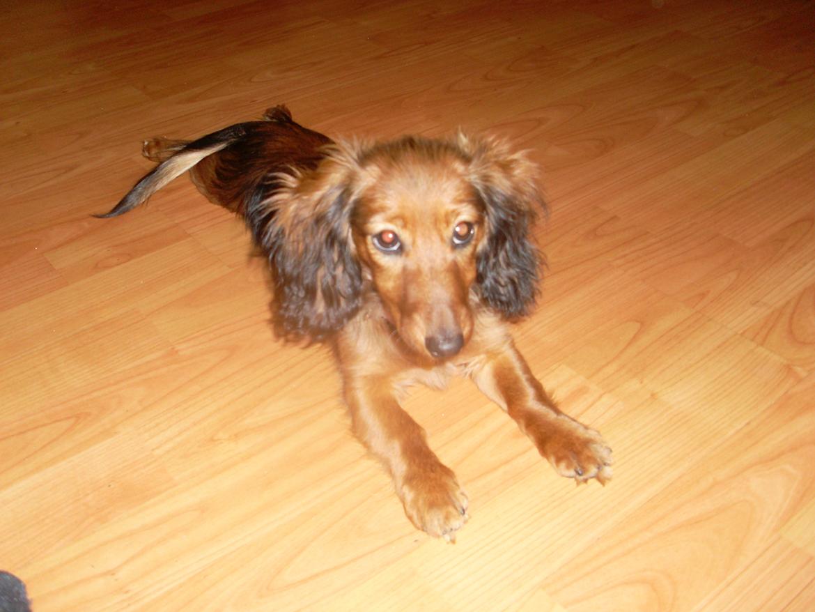 Dværggravhund Mille billede 8