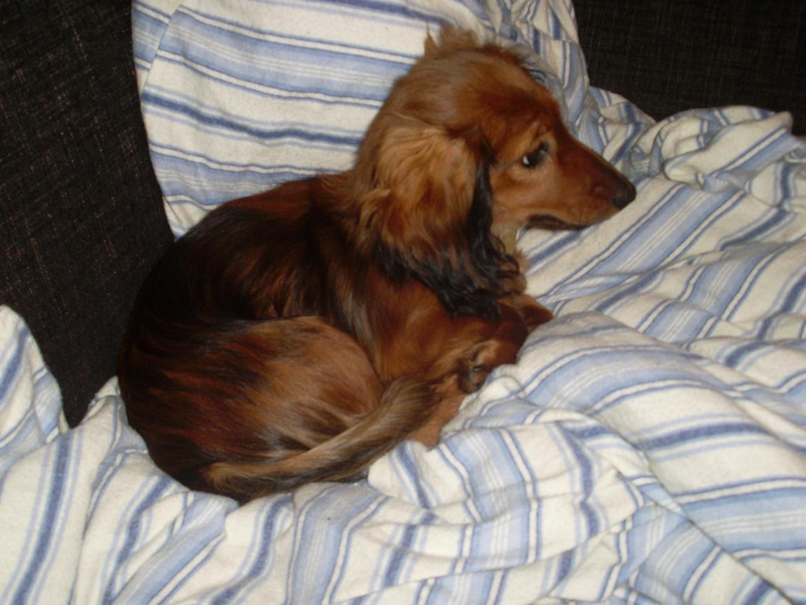 Dværggravhund Mille billede 9