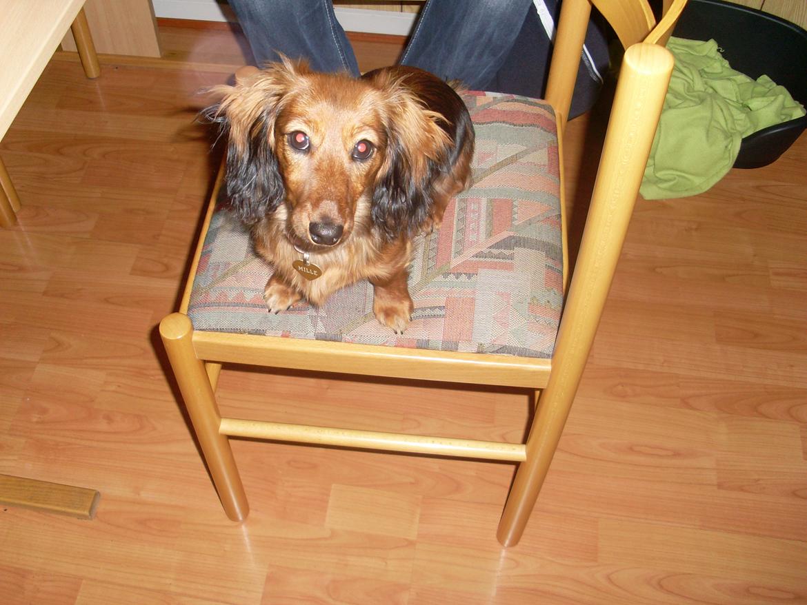 Dværggravhund Mille billede 10