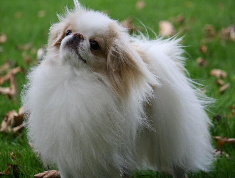 Japanese lille måsen mala - måsen. 11 mdr gammel. taget tre dage efter han blev bedst i racen ved euro dog show billede 1