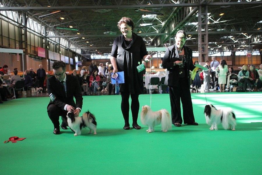 Japanese lille måsen mala - måsen og jeg på det berømte grønne cruft tæppe i birminghem - england. 2 bedste unghund billede 2