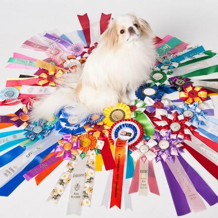 Japanese lille måsen mala - blærebillede med en blæremås billede 3