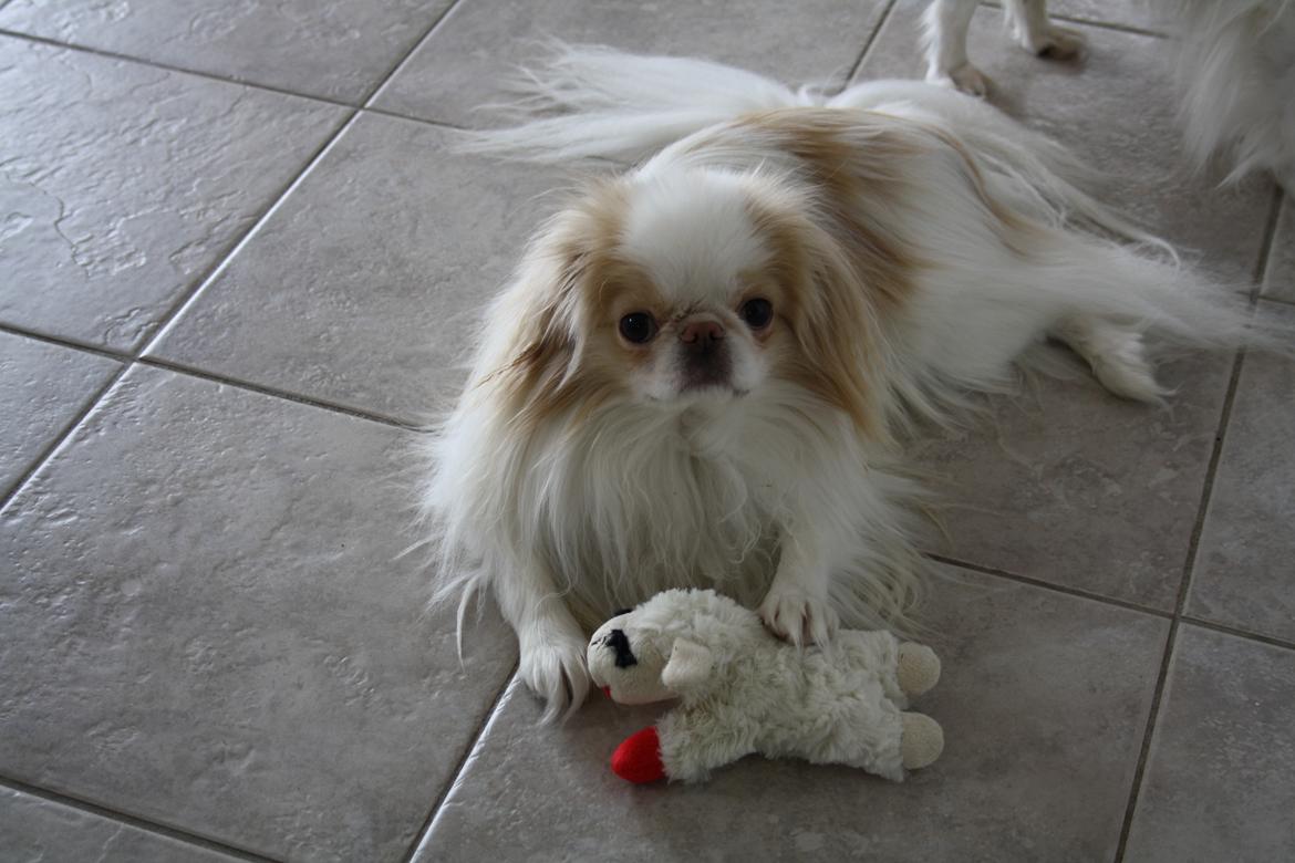 Japanese lille måsen mala - måsen med sin elskede lamb chop - en gave sendt til ham helt fra USA billede 6