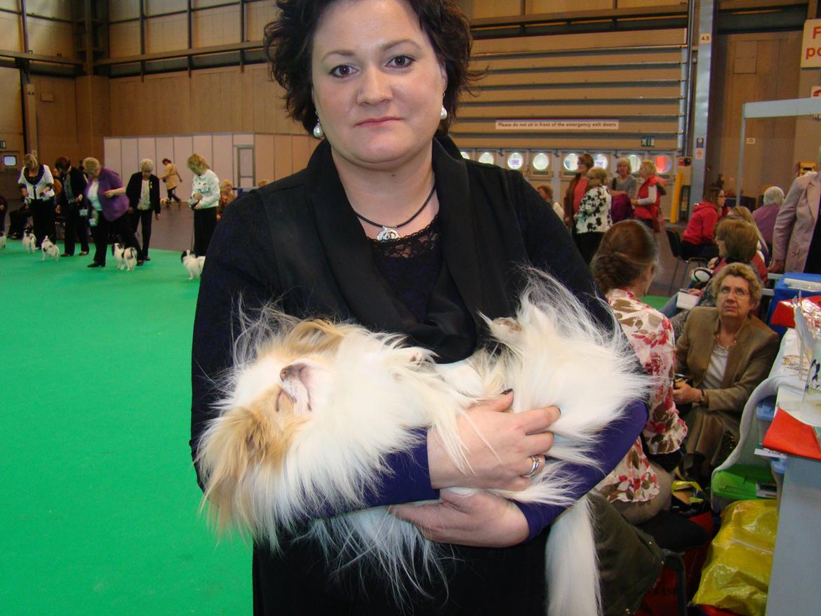 Japanese lille måsen mala - også skal måsen have en lur efter at have været i ringen  billede 5