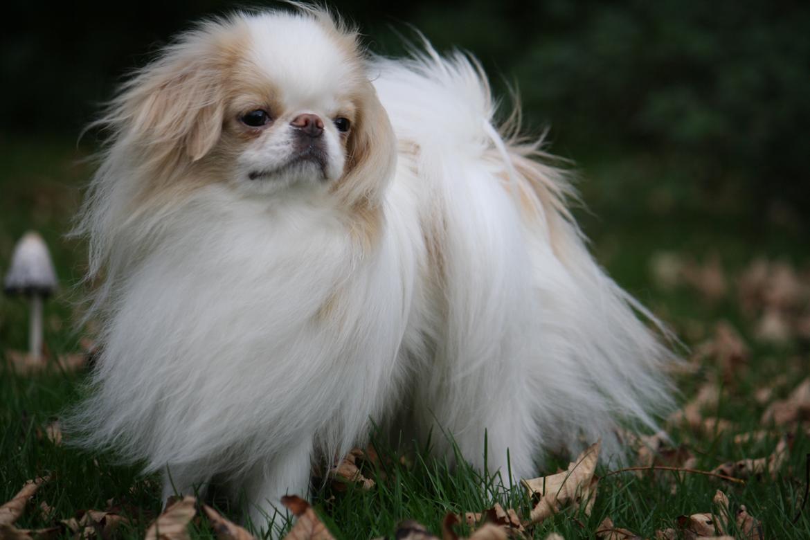 Japanese lille måsen mala billede 4