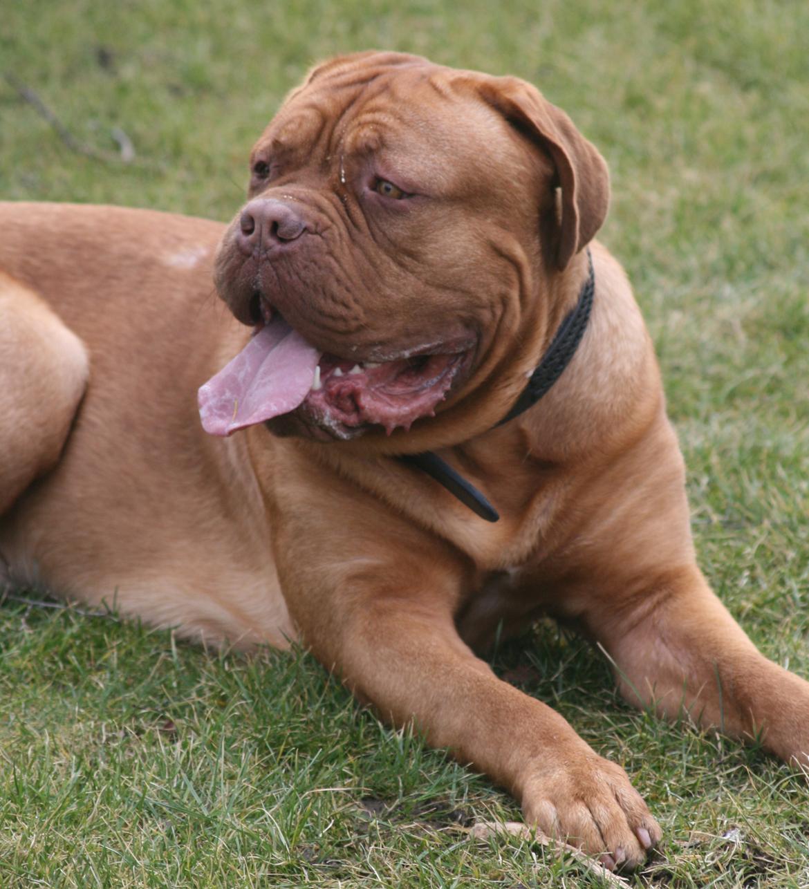 Dogue de bordeaux Estephé's Cookies N' Cream Chesto - 12 måneder billede 16