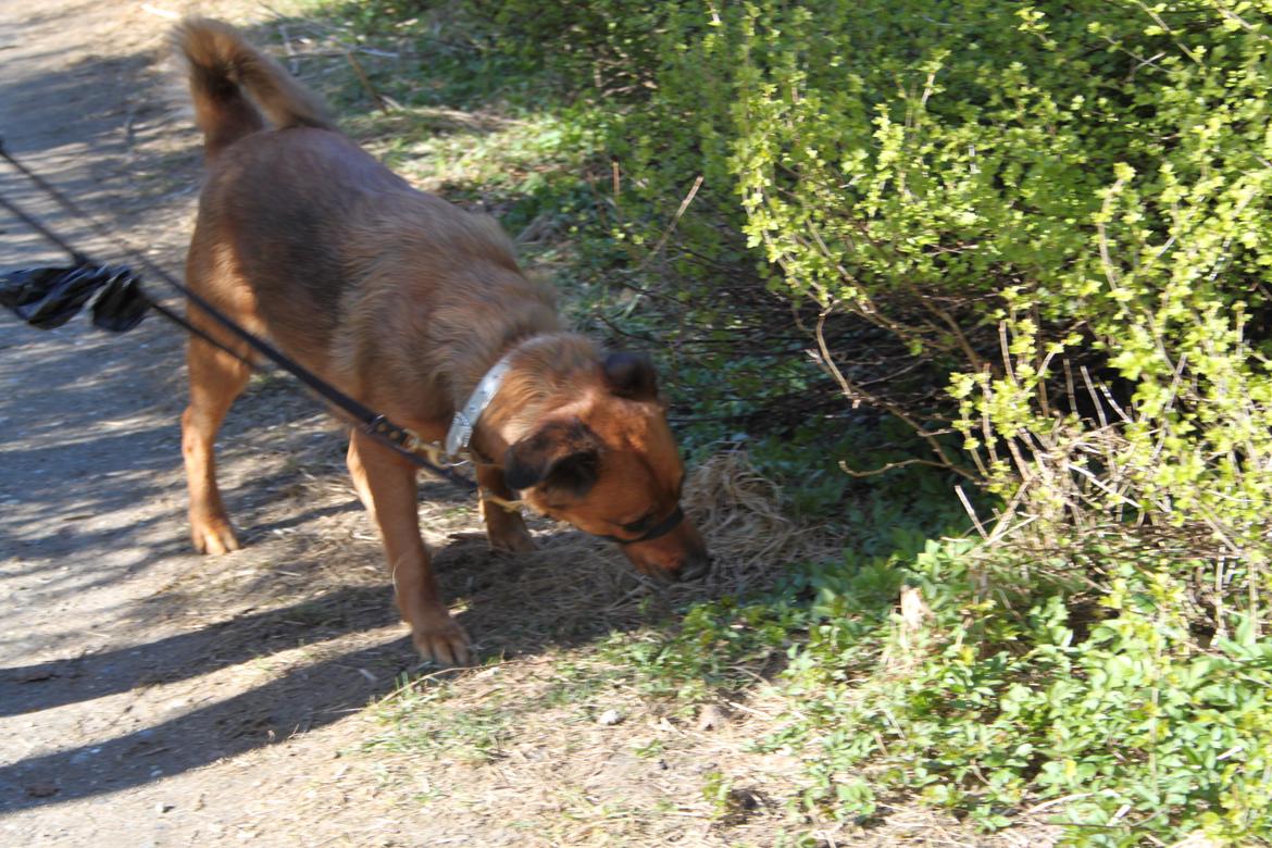 Blanding af racer Molly billede 7