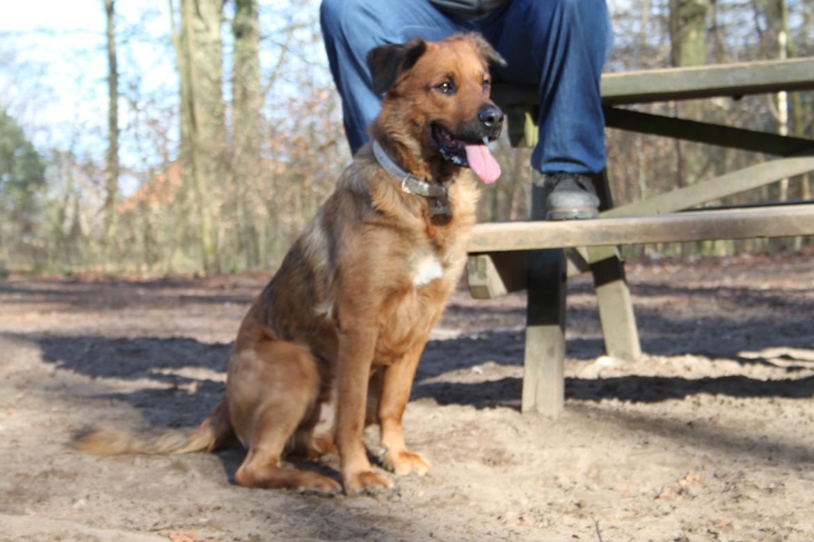 Blanding af racer Molly billede 8