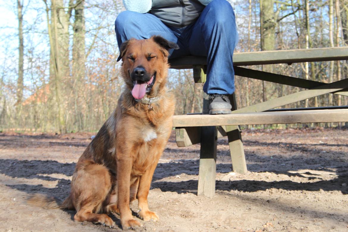 Blanding af racer Molly billede 9