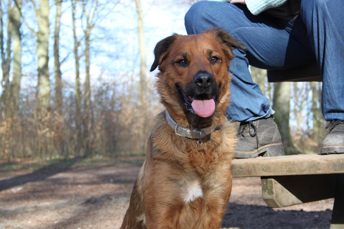 Blanding af racer Molly billede 10