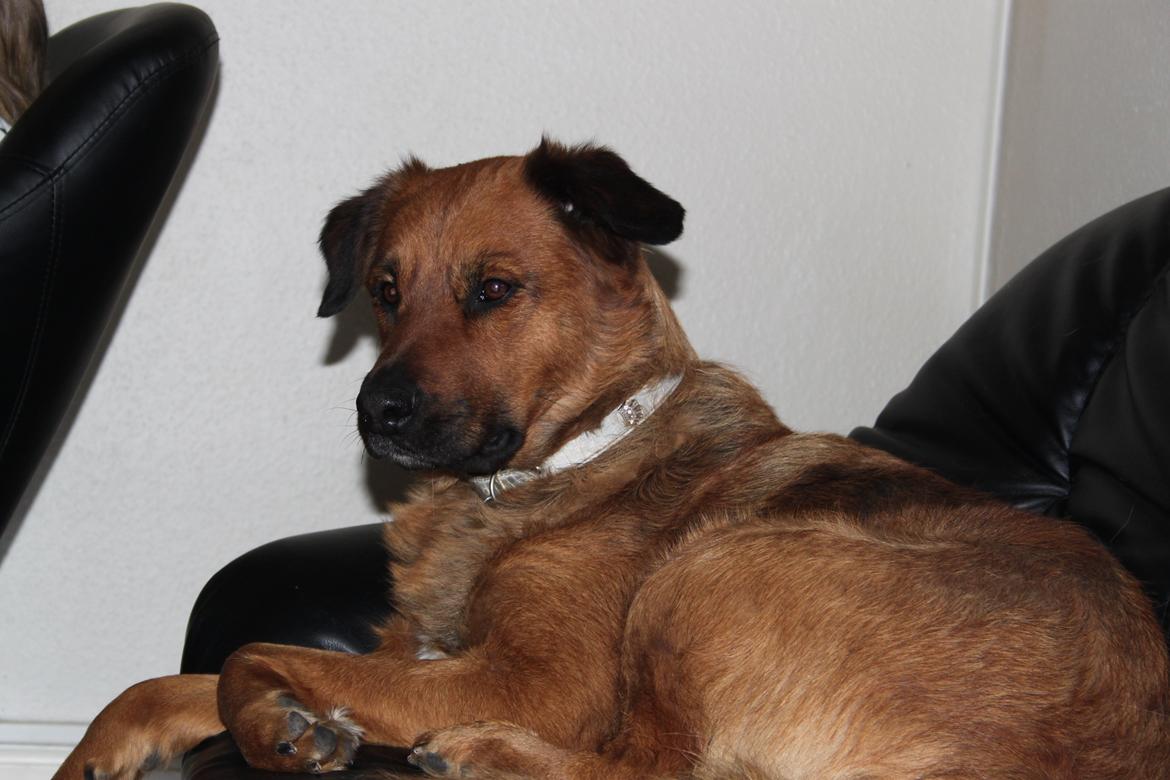 Blanding af racer Molly billede 11