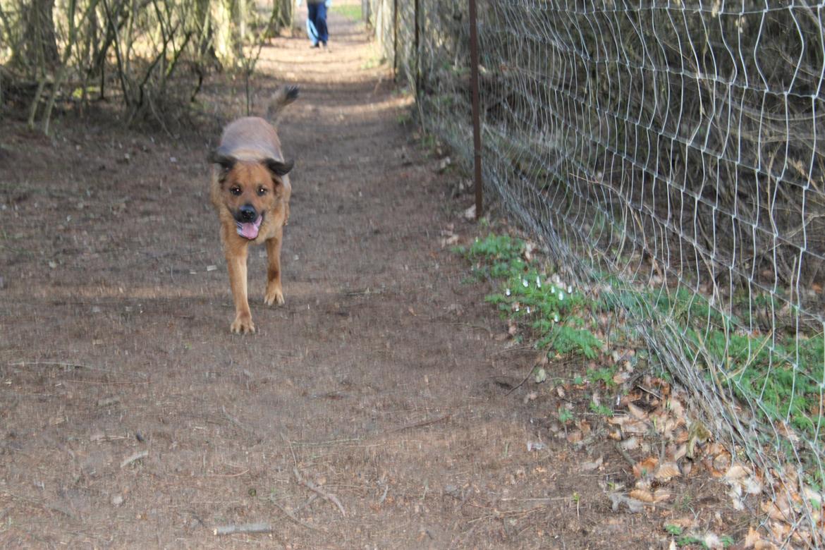 Blanding af racer Molly billede 12