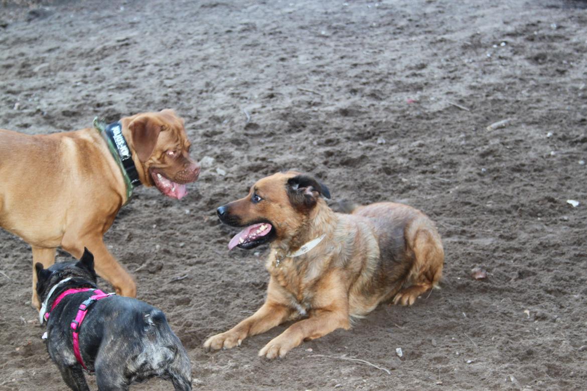 Blanding af racer Molly billede 13