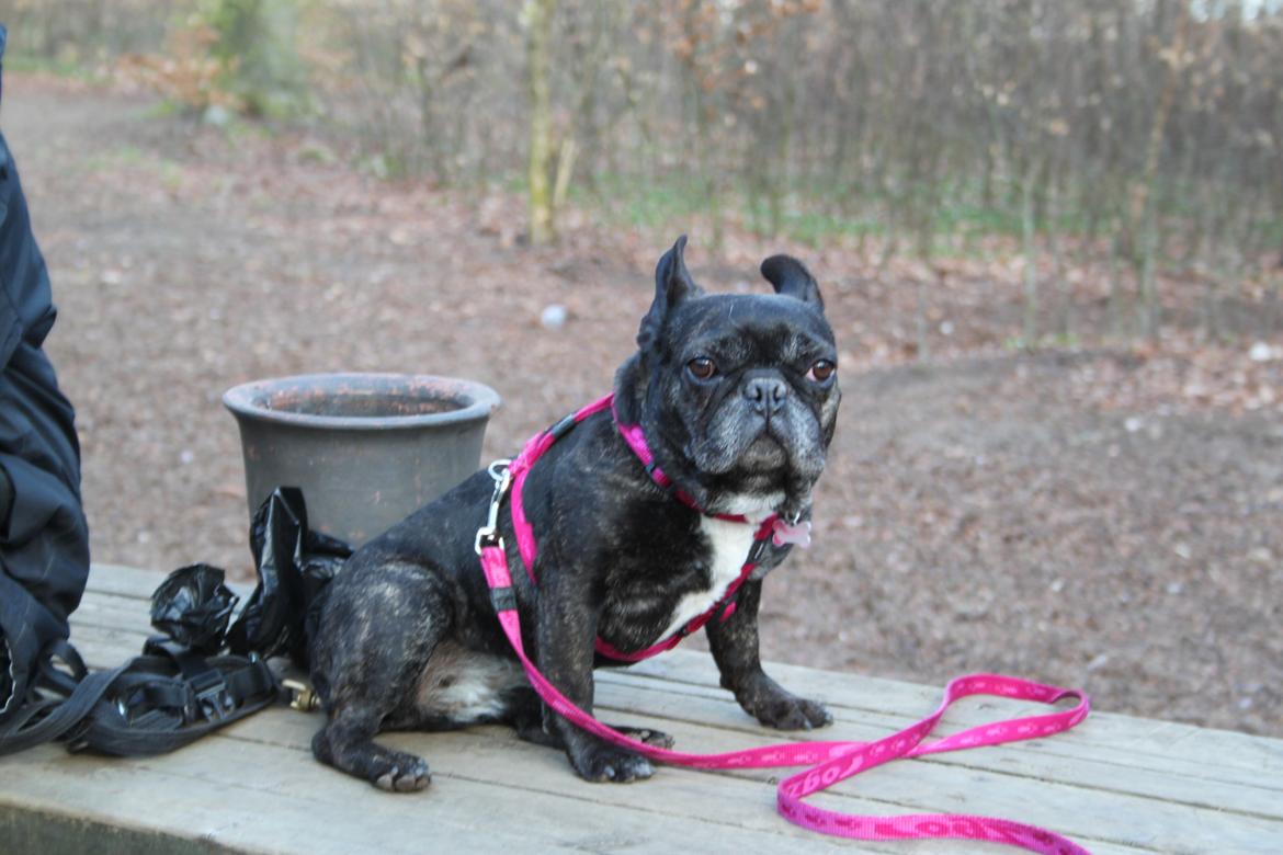 Fransk bulldog Hera billede 8