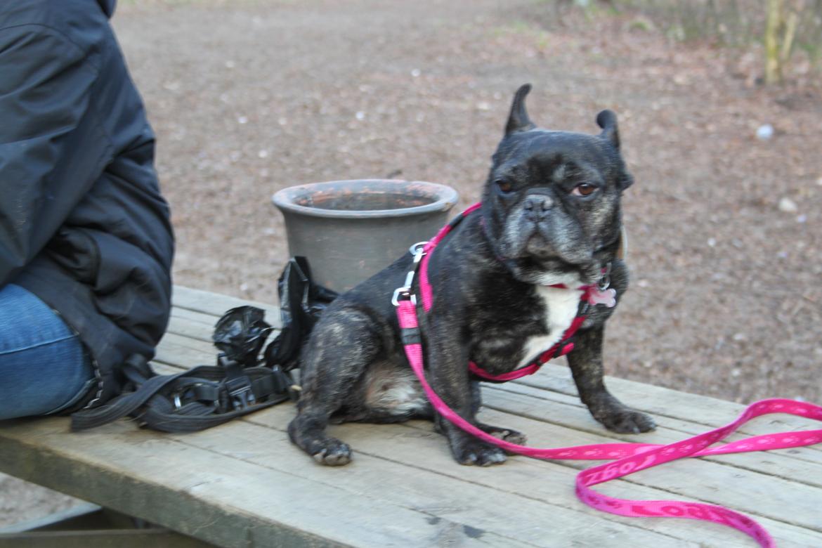 Fransk bulldog Hera billede 9