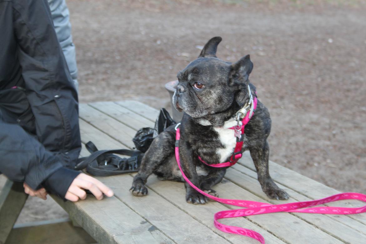 Fransk bulldog Hera billede 10